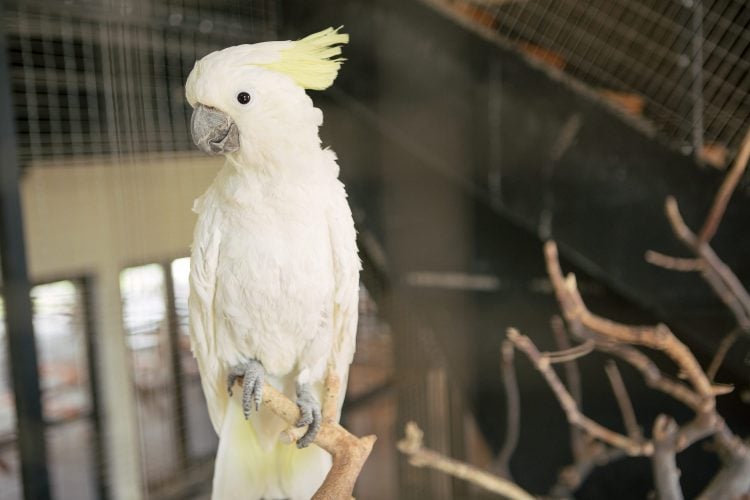 Bloom Finally Prestige Papagalul Cacadu Umbrelat Alb | Ferma Animalelor