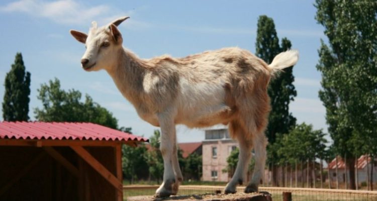 Ieduțul cel jucăuș