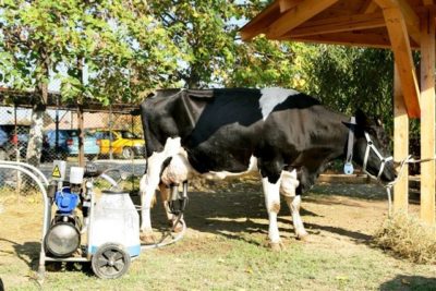 Văcuța Holstein ne prezintă mulsul